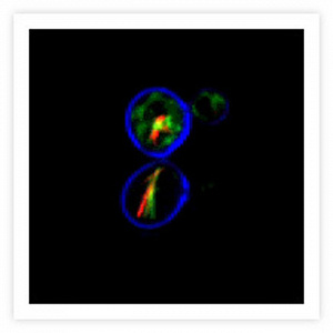 LIVE / DEAD Yeast Viability Kit for Fluor. analysis (microscopy, cytometry) of yeast cell viability